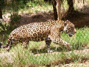 jaguar