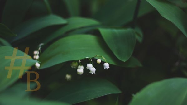 Image d'un muguet pour illustrer le 1er mai en France confinée