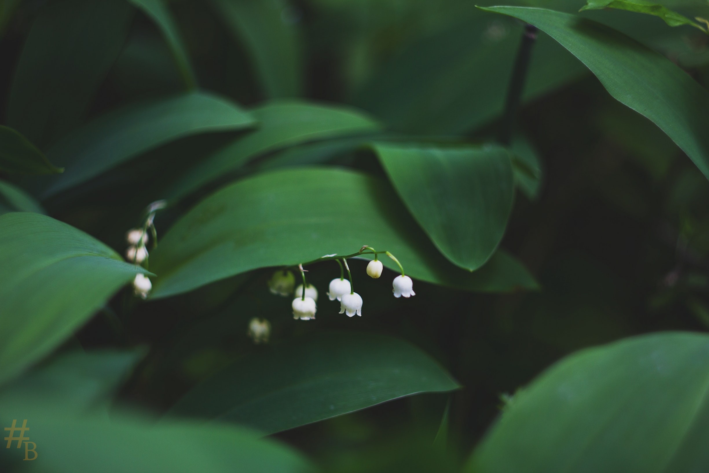 Image d'un muguet pour illustrer le 1er mai en France confinée