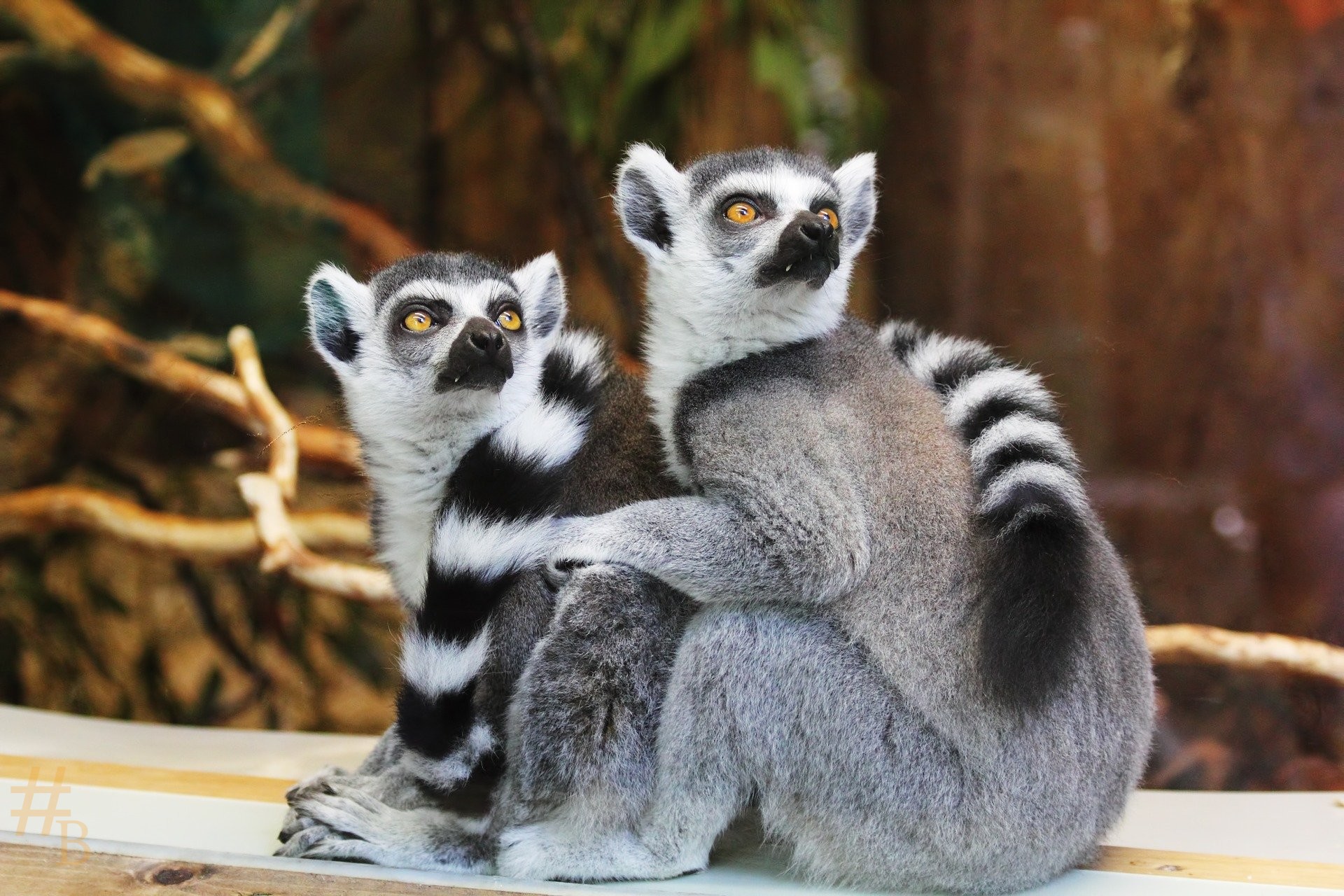 Confinement : Le Zoo de La Flèche en difficulté