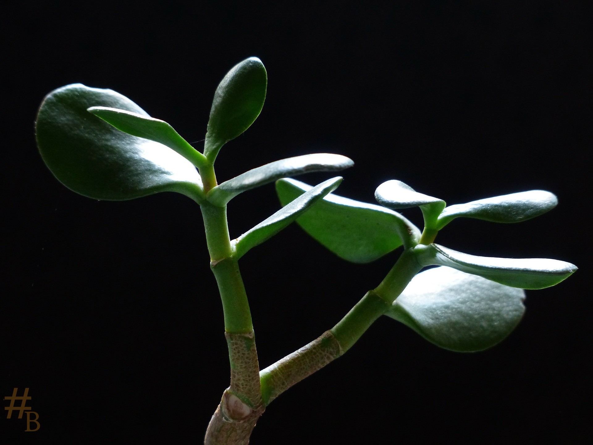 Arbre de jade