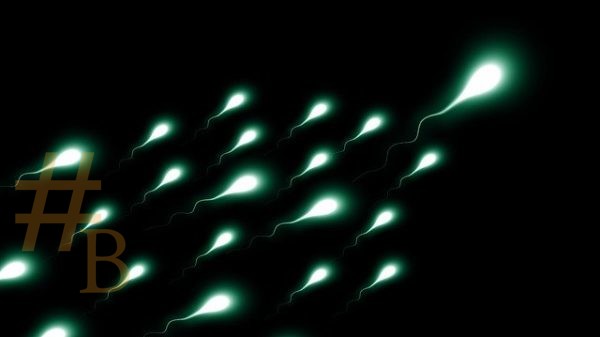 les spermatozoides à l'épreuve de la contraception masculine